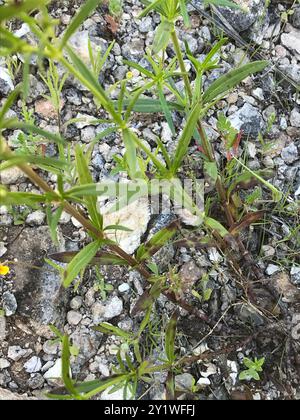 diamond-flowers (Stenaria nigricans) Plantae Stock Photo