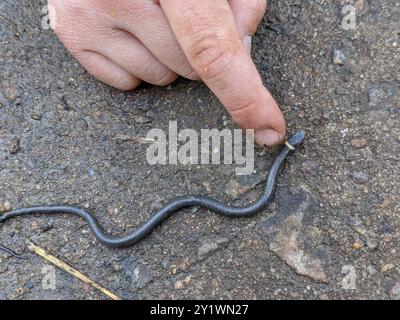 Northern Ringneck Snake (Diadophis punctatus edwardsii) Reptilia Stock Photo