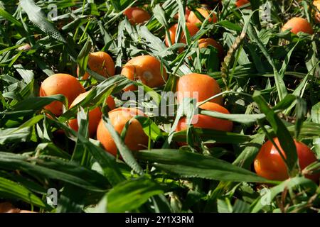 Jelly palm fruits on green grass in the garden. Butia capitata. Close up. Stock Photo