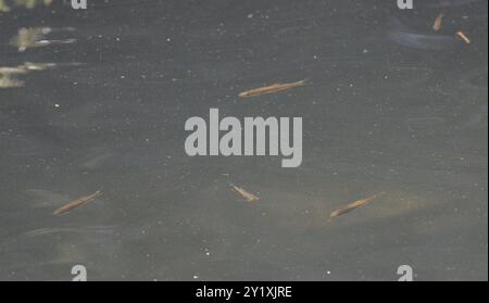 Riffle Daces (Rhinichthys) Actinopterygii Stock Photo