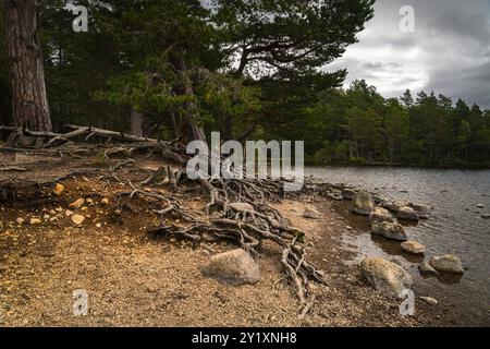 An autumnal HDR image of exposed Scots Pine roots, Pinus sylvestris,  on the shore of Loch an Eilean, Perthshire, Scotland. 03 September 2024 Stock Photo