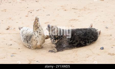 Male and female grey seals (Halichoerus grypus) mating on the beach in winter at Horsey Gap, Norfolk, UK Stock Photo