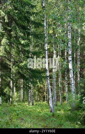 Birch trees and spruce in forest in southern Finland near Loviisa, August 2024 Stock Photo