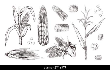 Corn plants. Maize stalk field, vintage outline food sketch with line leaf, retro black and white farm agriculture. Ripe cobs, stalk with leaves, flowers. Vector drawing isolated harvest illustration Stock Vector