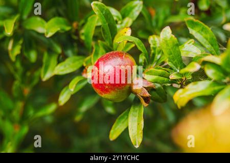 Pomegranates on a tree, close-up in the garden Stock Photo