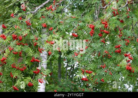 Rowan tree, pihlaja in finnish, with red berries Stock Photo