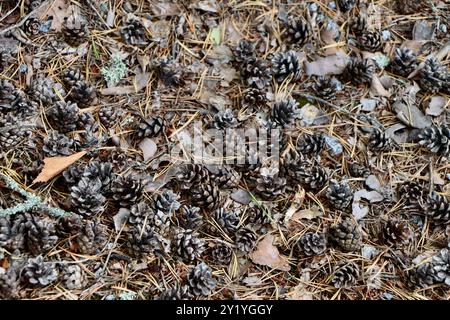 The beauty of fallen pine cones.  Finland August 2024 Stock Photo