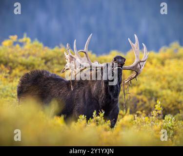 Bull Shiras Moose - alces alces - standing broadside in autumn changing willows giving a lip curl smelling for cows(female) Colorado, USA Stock Photo