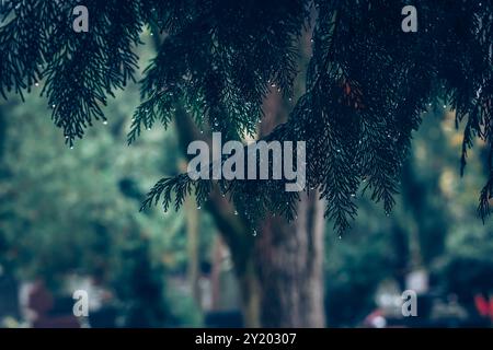 waterdrops on green pine tree Stock Photo