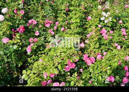 Variety of roses at entrance to the Rose Garden in front of Winter garden greenhouse, Helsinki, Finland Stock Photo