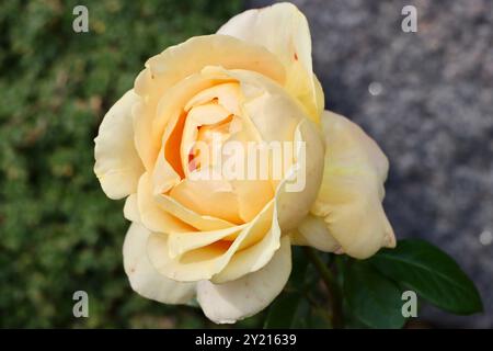 Rosa Candllelight at the Rose Garden in front of Winter garden greenhouse, Helsinki, Finland Stock Photo