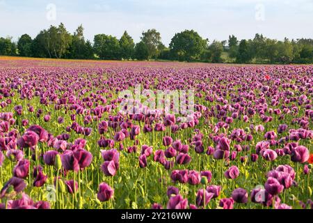 Flowering opium poppy field, in Latin papaver somniferum, dark purple colored poppy is grown in Czech Republic for food industry Stock Photo