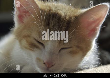 Sleeping two-month-old domestic cat (Felis silvestris f. catus), kitten Stock Photo