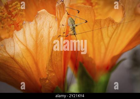 Grasshopper on hibiscus or marshmallow flower (Hibiscus), Baden-Wuerttemberg, Germany, Europe Stock Photo