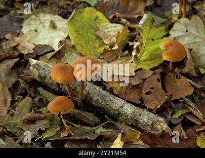 The Deceiver or Waxy Laccaria fungus in English woodland Stock Photo