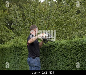 Man cutting hedge standing on ladder using chainsaw Stock Photo