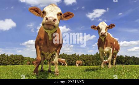 Simmental cows in the meadow Stock Photo