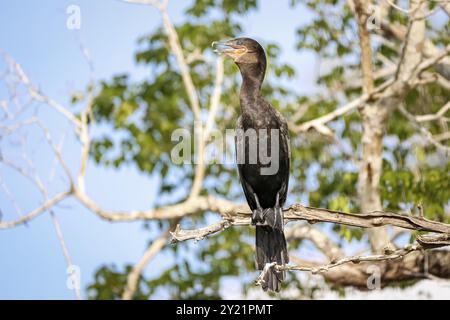 Neotropic Cormorant (phalacrocorax brasilianus) on a tree in Pantanal wetlands Stock Photo