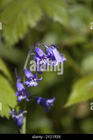 Native English Bluebell showing yellow pollen Stock Photo