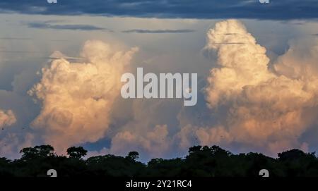 Sky with towering clouds in the evening light, Brazil, South America Stock Photo