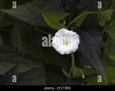 Field Bindweed flower with raindrops and foliage Stock Photo