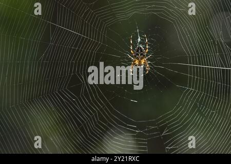 European garden spider (Araneus diadematus), in its web in the sunshine, Saxony, Germany, Europe Stock Photo