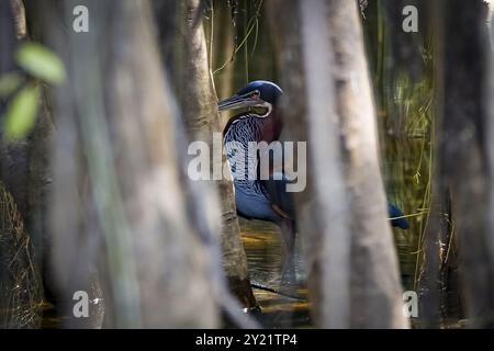 Agami Heron on a tree branch against green natural background, Pantanal Wetlands Stock Photo