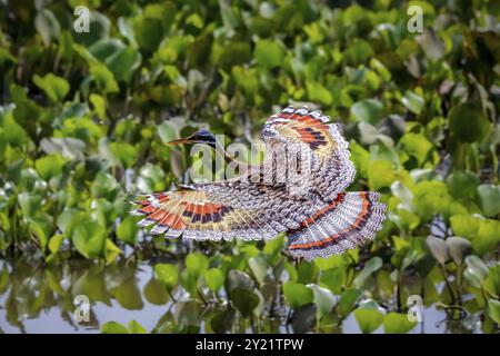 High angle view of beautiful Sunbittern in flight against green background with wonderful patterned spread wings, Pantanal Wetlands, Mato Grosso, Braz Stock Photo