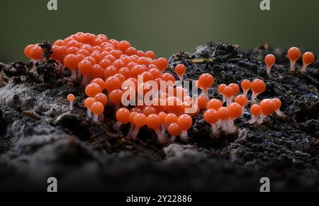 Macro close up image of tiny Salmon eggs fungus slime mold myxomycetes Trichia (Hemitrichia decipiens) in rainforest in Hobart, Tasmania, Australia Stock Photo