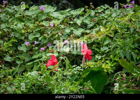 A lush garden scene filled with vibrant greenery and colorful flowers, rich green leaves are interwoven with purple morning glories. Stock Photo