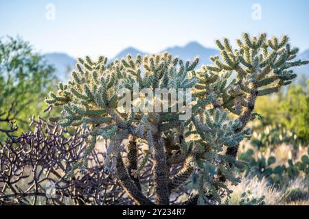 A Chain Fruit Cholla in Saguaro NP, Arizona Stock Photo