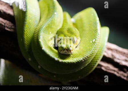 Green tree python. Curled green snake close-up. Morelia viridis. Stock Photo