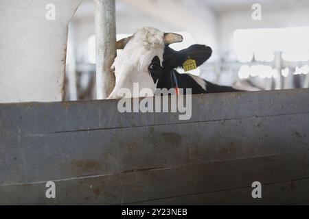 funny cows on the farm, animal husbandry concept , Diary cows in modern free livestock stall Stock Photo