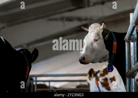 funny cows on the farm, animal husbandry concept , Diary cows in modern free livestock stall Stock Photo