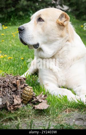 Booby Trap Landmine made from hand grenade with tripwire installed on the ground near alabay dog Stock Photo
