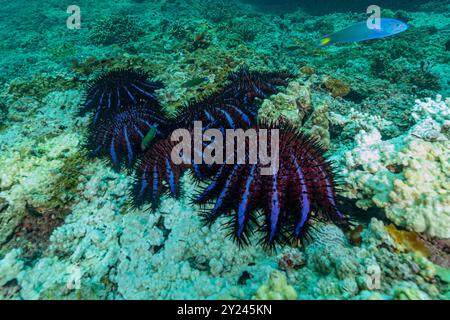 Crown of thorns starfish Stock Photo