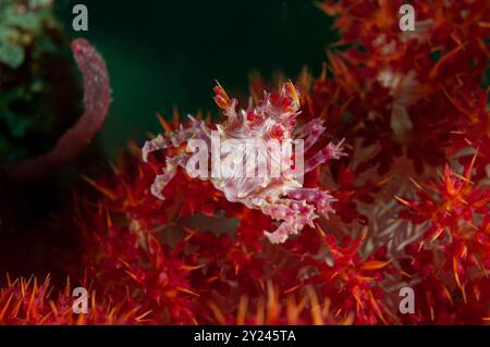 Soft coral candy crab sits on prickly alcyonarian coral and is difficult to see Stock Photo