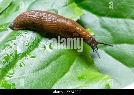 Garden slug on a green leaf Stock Photo