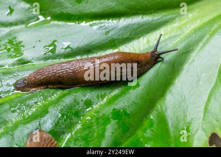 Garden slug on a green leaf Stock Photo