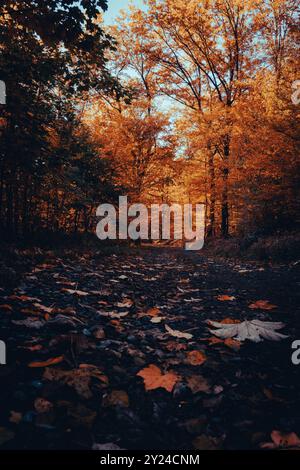 Trees with yellow and green leaves lining a path in the fall with leaves on the ground Stock Photo