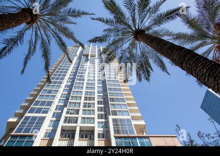 Looking up at highrise through palm trees Phoenix, AZ Stock Photo