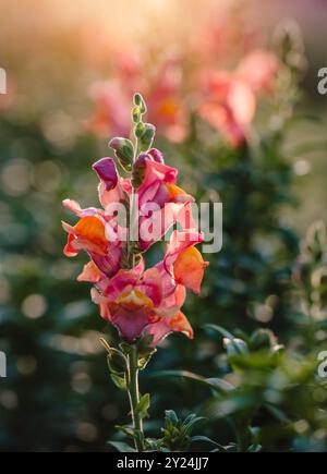 Close up of pink purple orange snapdragon flower blooming in garden. Stock Photo