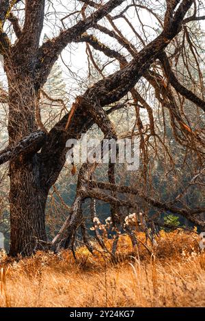 Twisted tree branches against a background of golden autumn grass. Stock Photo