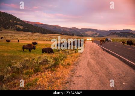 Bison herd grazing at dusk by the roadside in Yellowstone Stock Photo