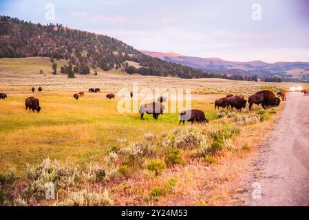 Bison herd grazing at sunset in the open grasslands of Lamar Valley Stock Photo