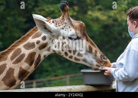 Giraffe being hand fed on a zoo experience day by a person in a face mask, Stock Photo