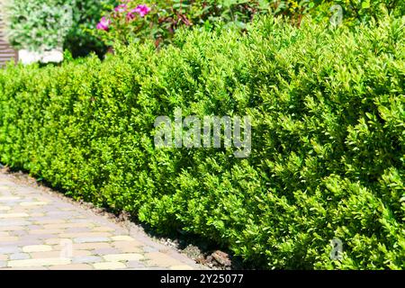 A beautiful hedge of Boxwood. Buxus plant pattern. Seamless texture of green natural background. Selective focus Stock Photo