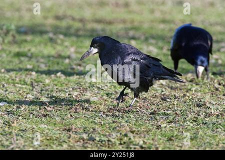 Rook (Corvus frugilegus) pair foraging for invertebrates on grassland, Gloucestershire, UK, January. Stock Photo