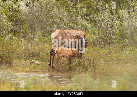 Collared Elk mother with calf. Stock Photo