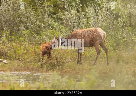 Collared Elk mother with calf. Stock Photo